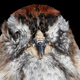 Image for article titled Glass architecture is killing millions of migratory birds